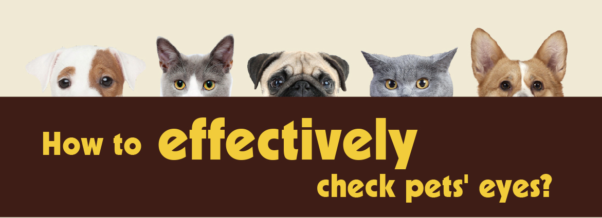 How to Effectively Check Pets' Eyes
